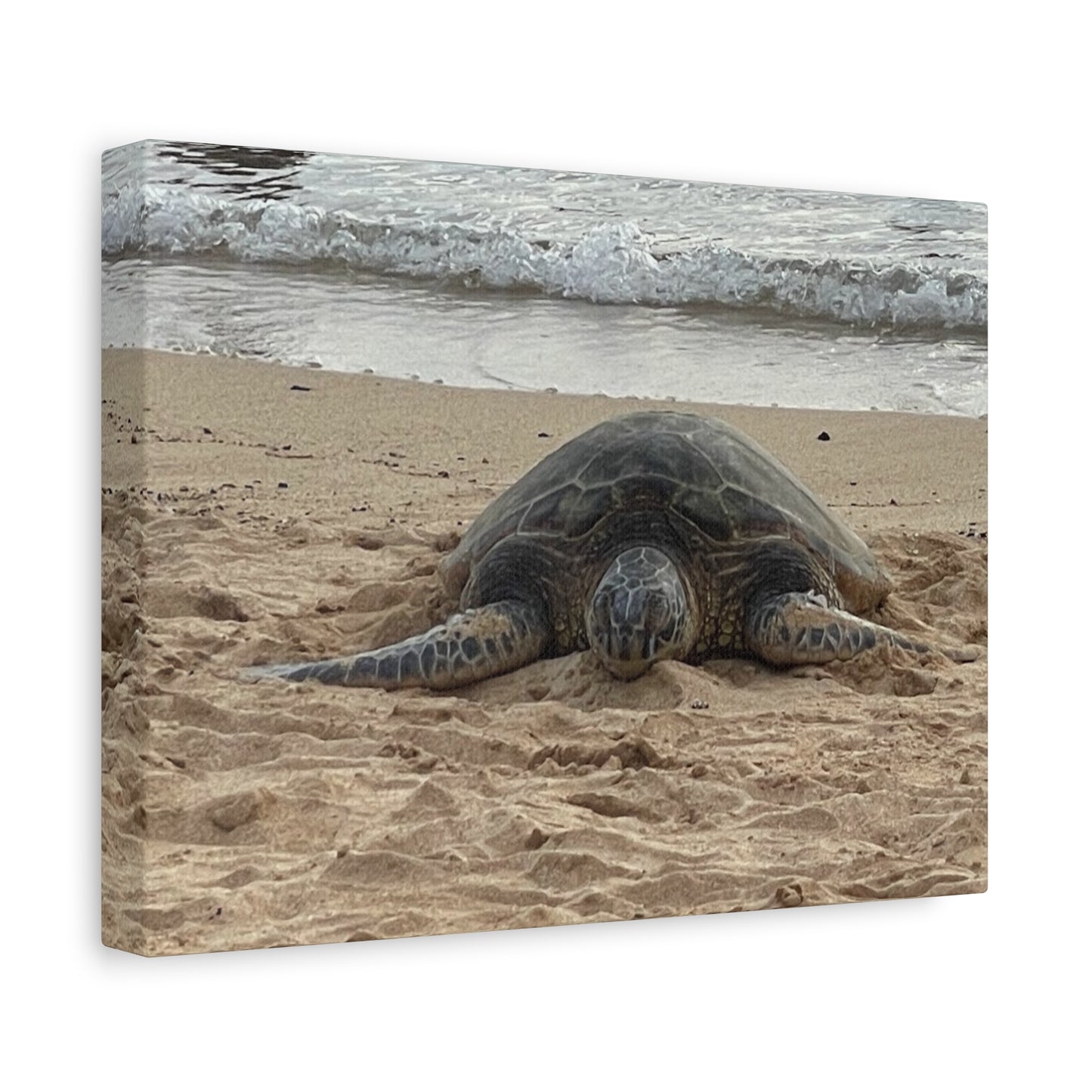 Tranquil Turtle Beach Canvas Art - Stretched Matte Print for Coastal Home Decor