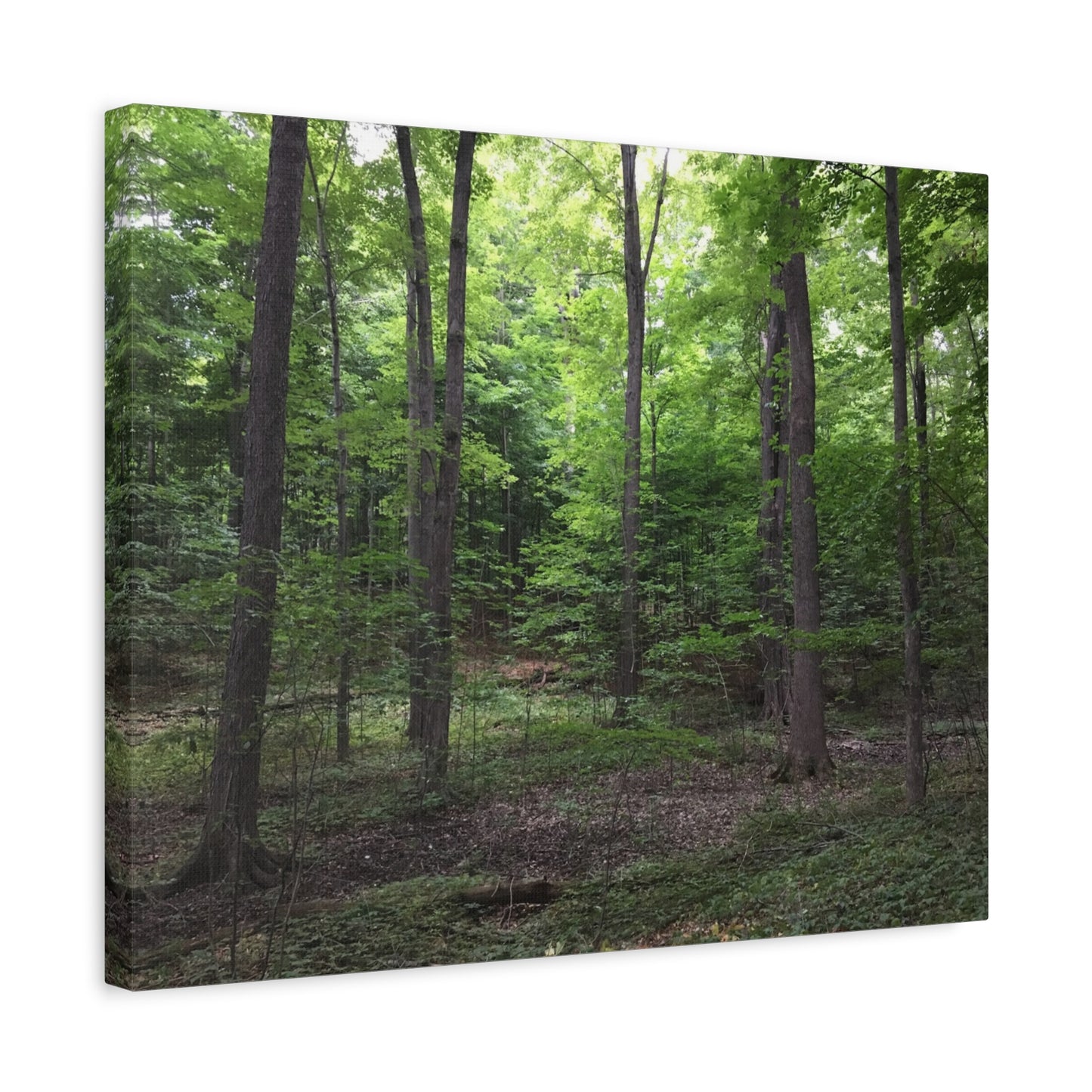 Serene Forest Canvas Art - Stretched Wall Décor for Natural Ambiance Sacred Grove