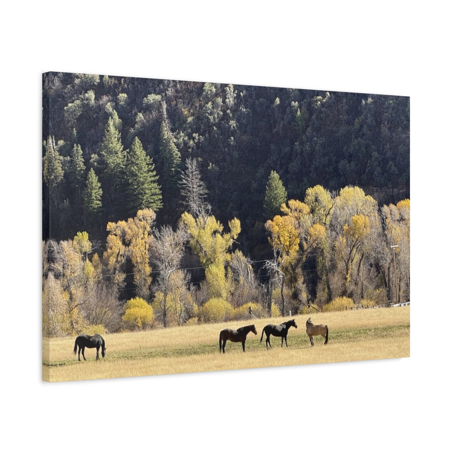 Scenic Horse Canvas Print - Rustic Wall Art for Nature Lovers
