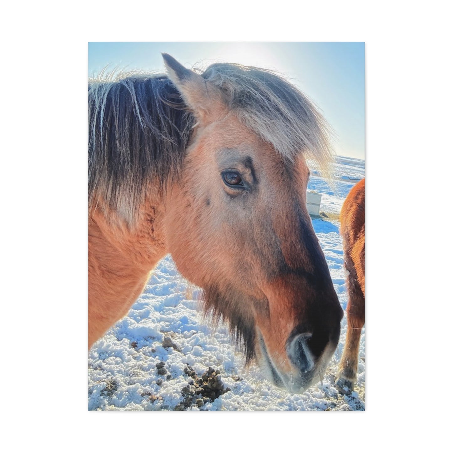 Beautiful Horse Canvas Wall Art - Stretched Matte Print for Animal Lovers