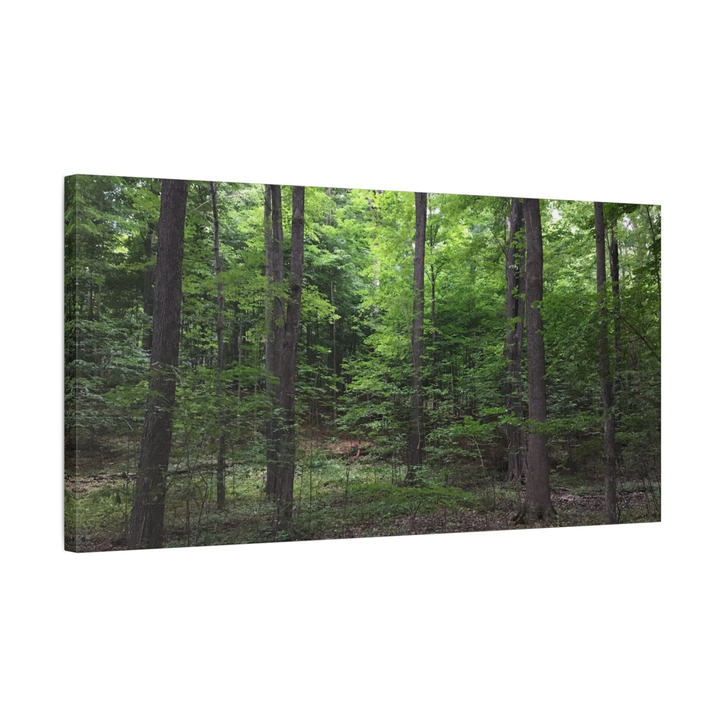 Serene Forest Canvas Art - Stretched Wall Décor for Natural Ambiance Sacred Grove
