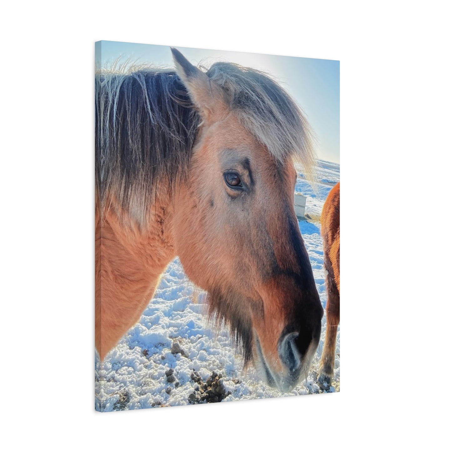 Beautiful Horse Canvas Wall Art - Stretched Matte Print for Animal Lovers