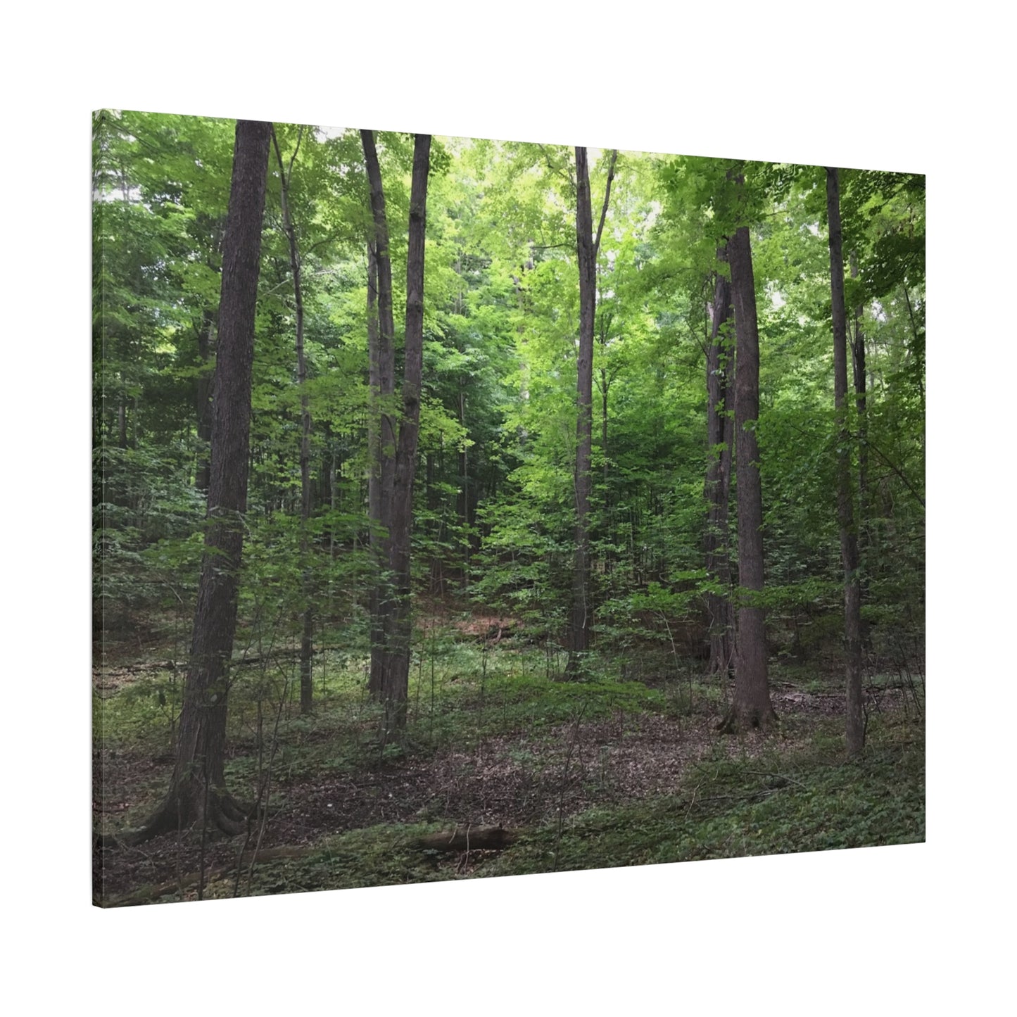 Serene Forest Canvas Art - Stretched Wall Décor for Natural Ambiance Sacred Grove