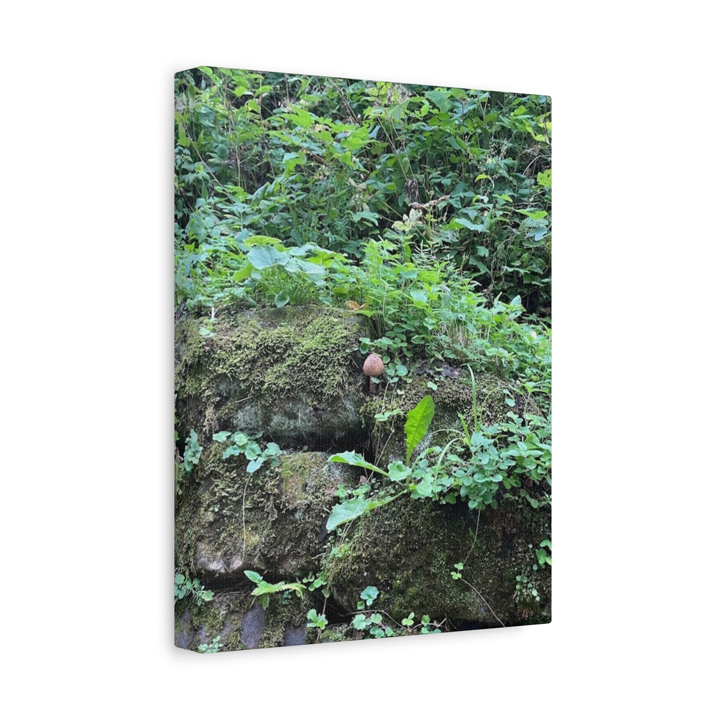 Nature-Inspired Stretched Canvas Print - Rustic Greenery Art for Home Décor