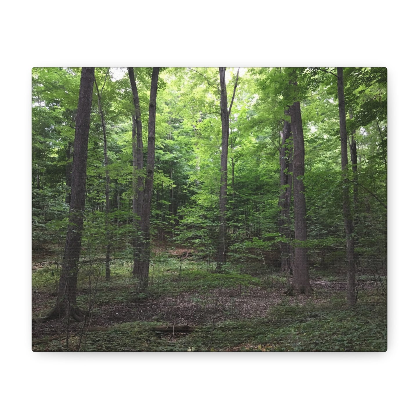 Serene Forest Canvas Art - Stretched Wall Décor for Natural Ambiance Sacred Grove