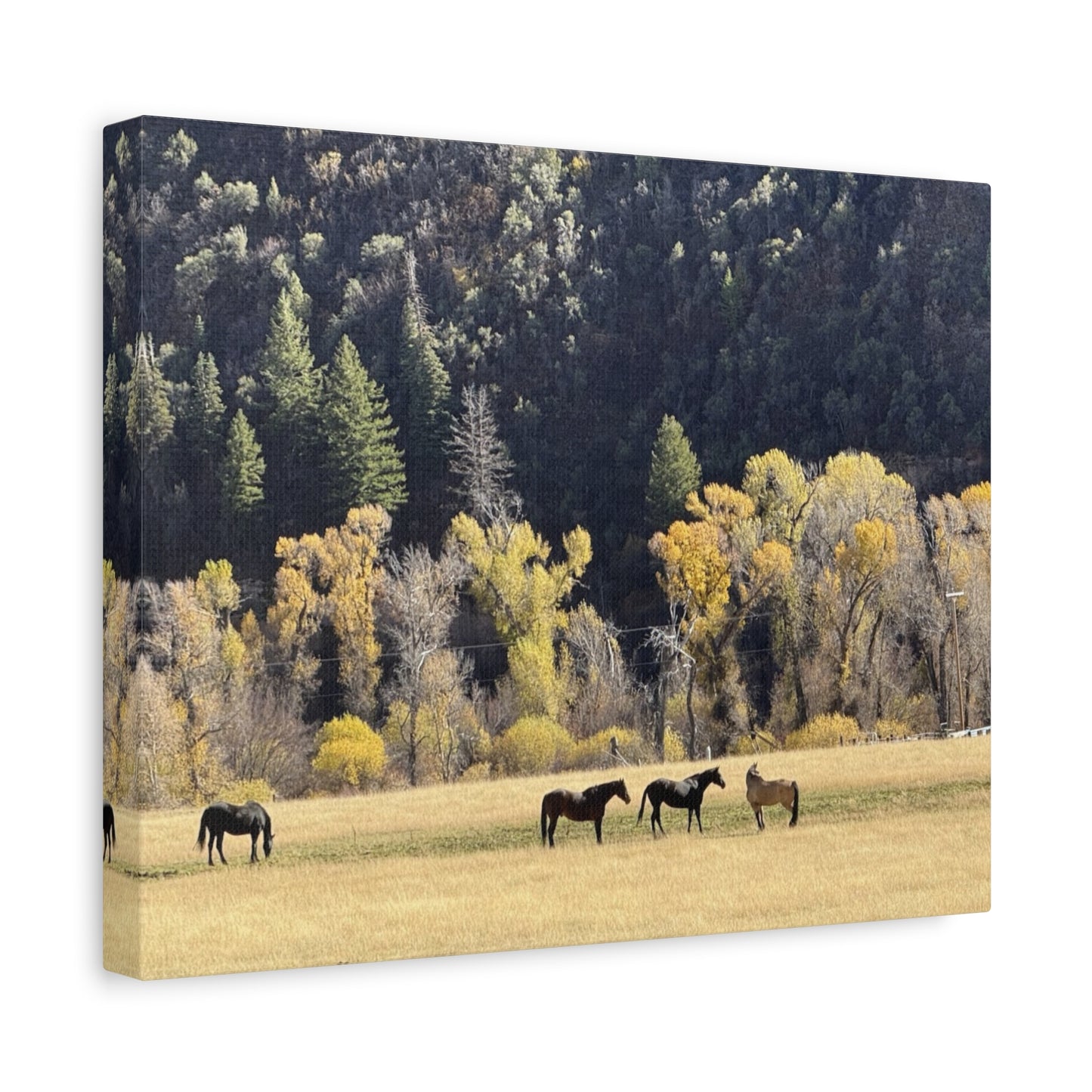 Scenic Horse Canvas Print - Rustic Wall Art for Nature Lovers