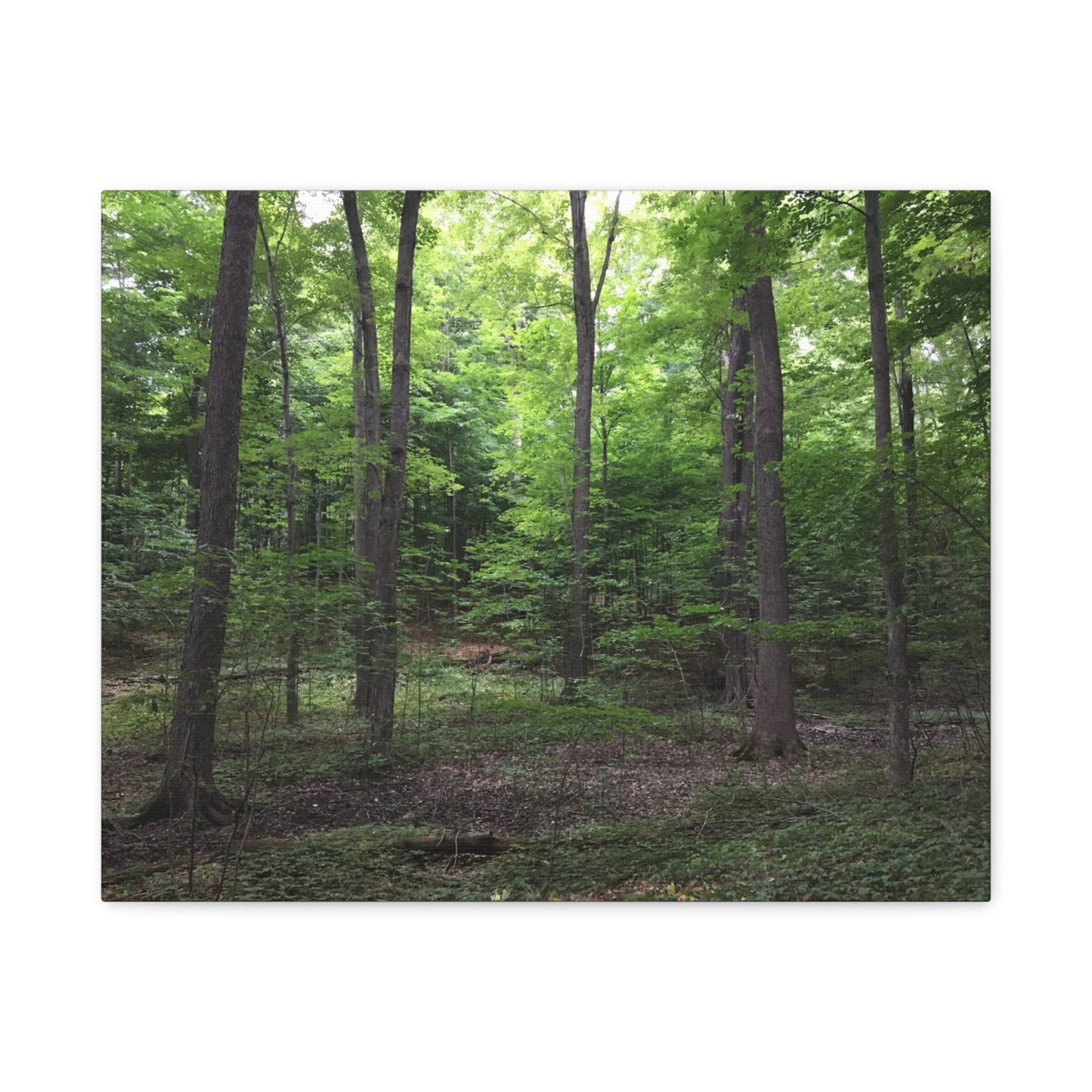 Serene Forest Canvas Art - Stretched Wall Décor for Natural Ambiance Sacred Grove