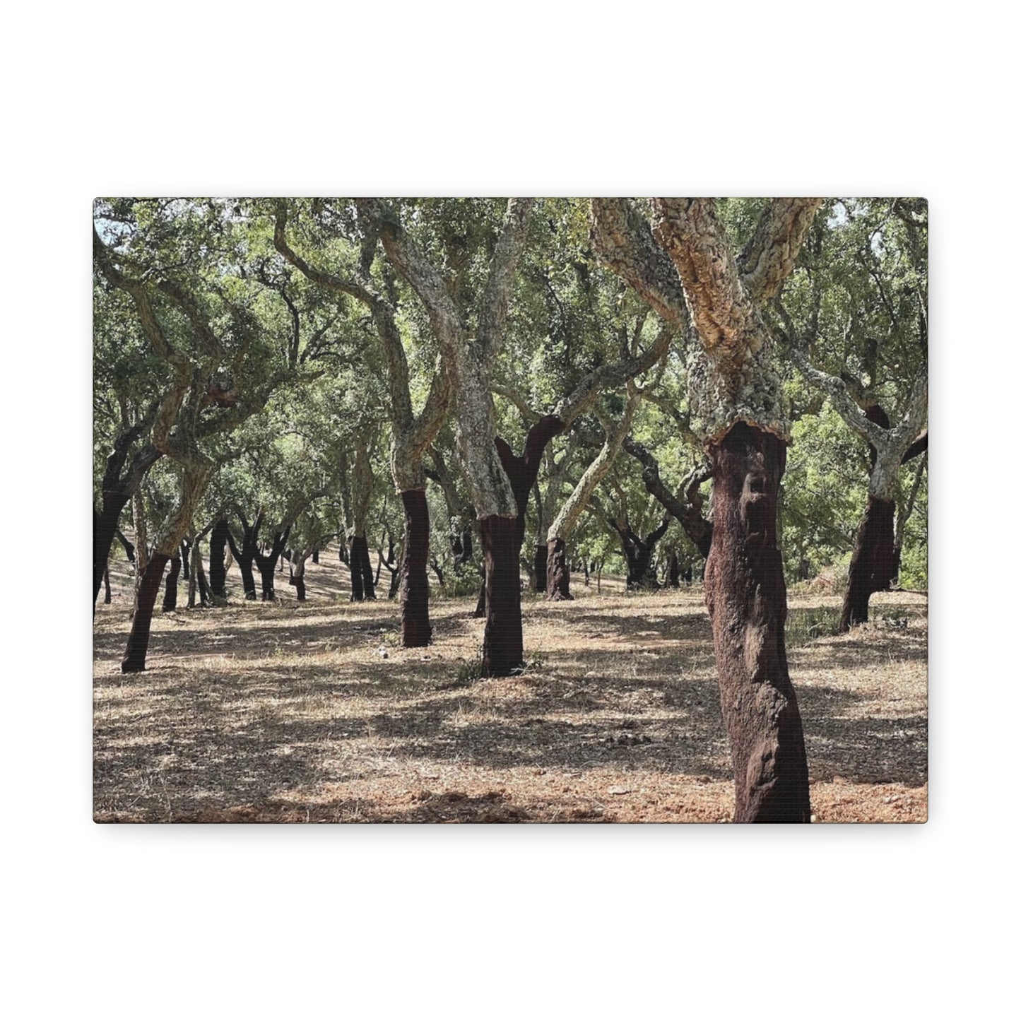 Nature-Inspired Matte Canvas Art | Forest Wall Decor Cork Trees