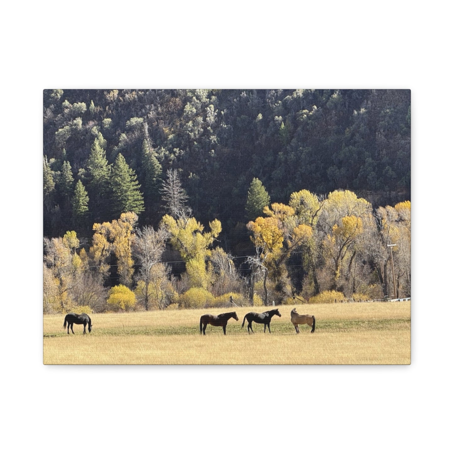 Scenic Horse Canvas Print - Rustic Wall Art for Nature Lovers
