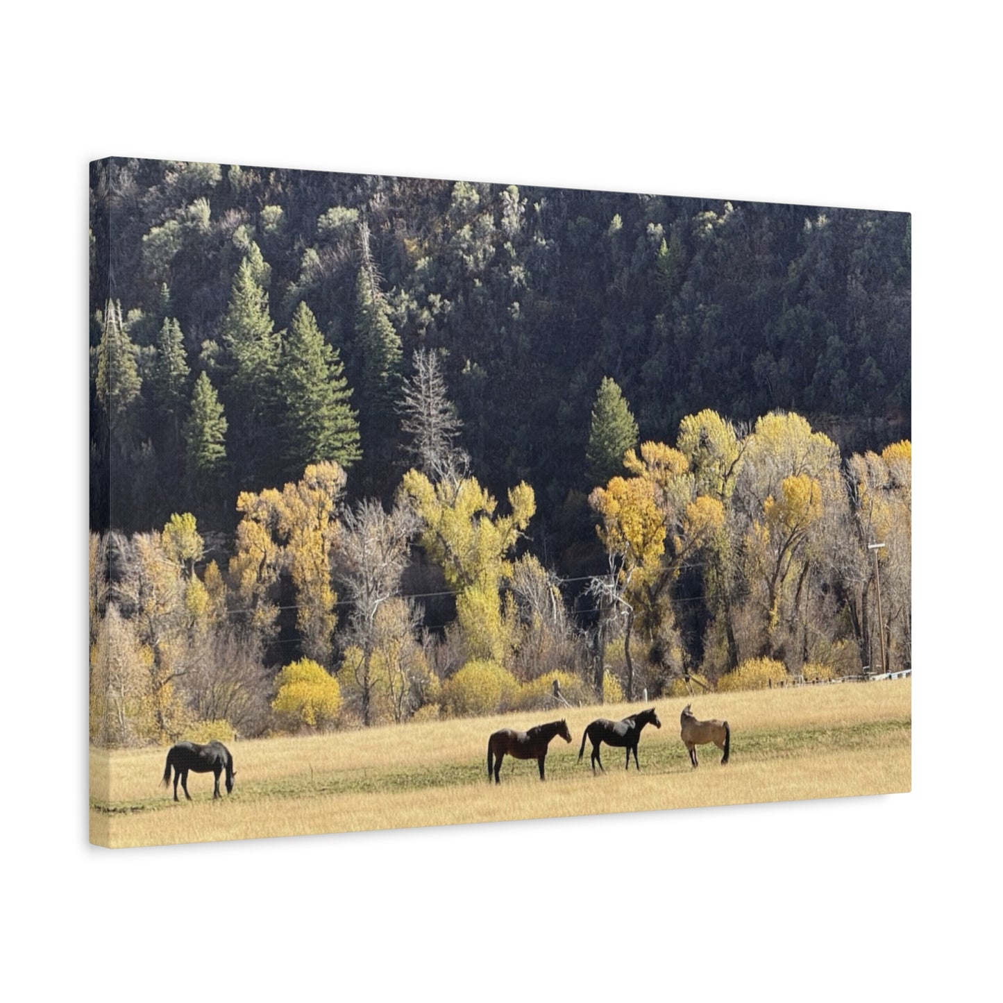 Scenic Horse Canvas Print - Rustic Wall Art for Nature Lovers