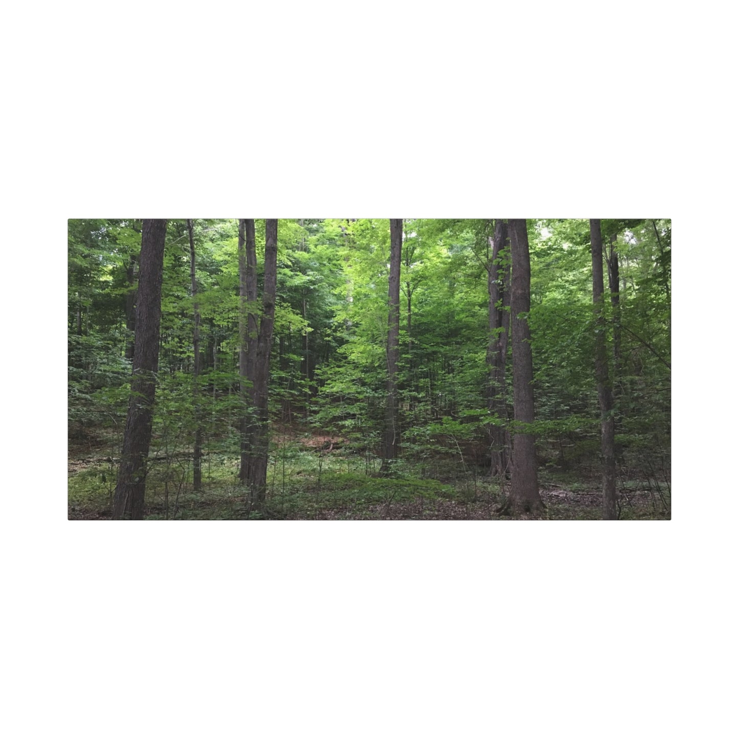Serene Forest Canvas Art - Stretched Wall Décor for Natural Ambiance Sacred Grove