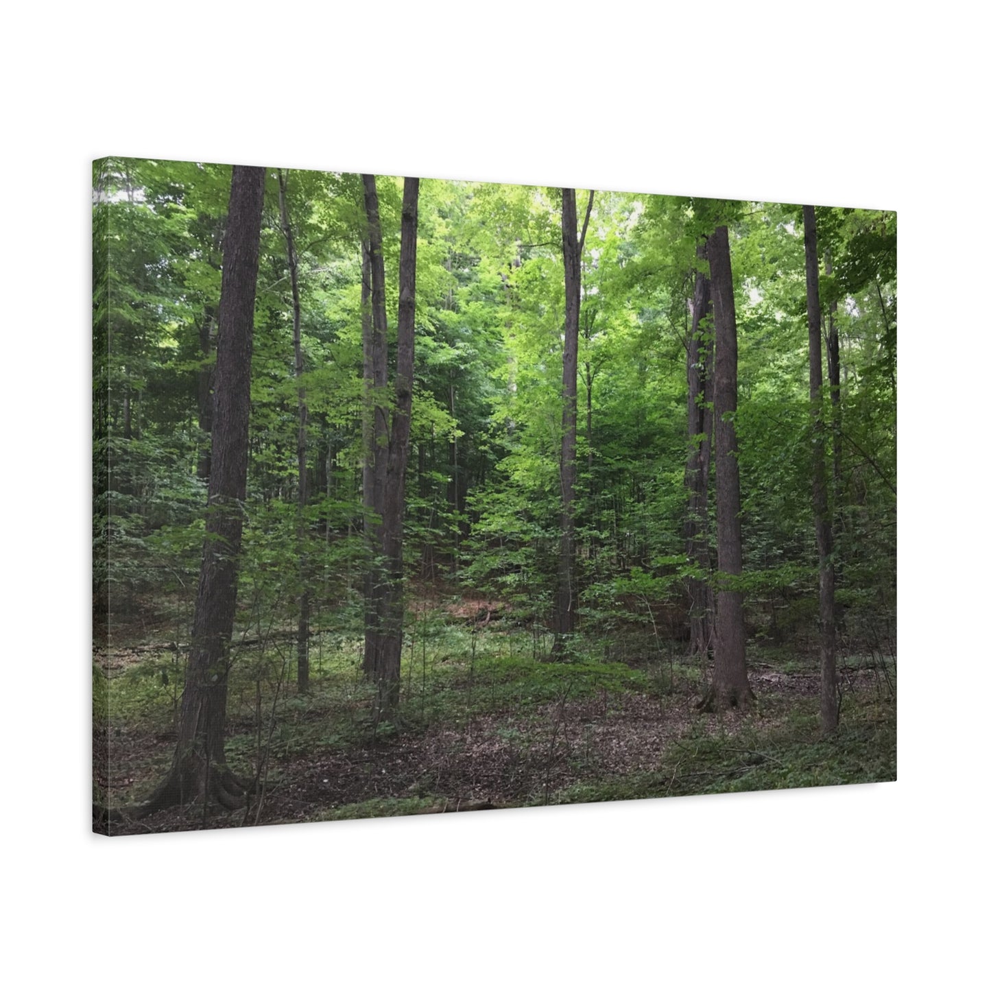 Serene Forest Canvas Art - Stretched Wall Décor for Natural Ambiance Sacred Grove
