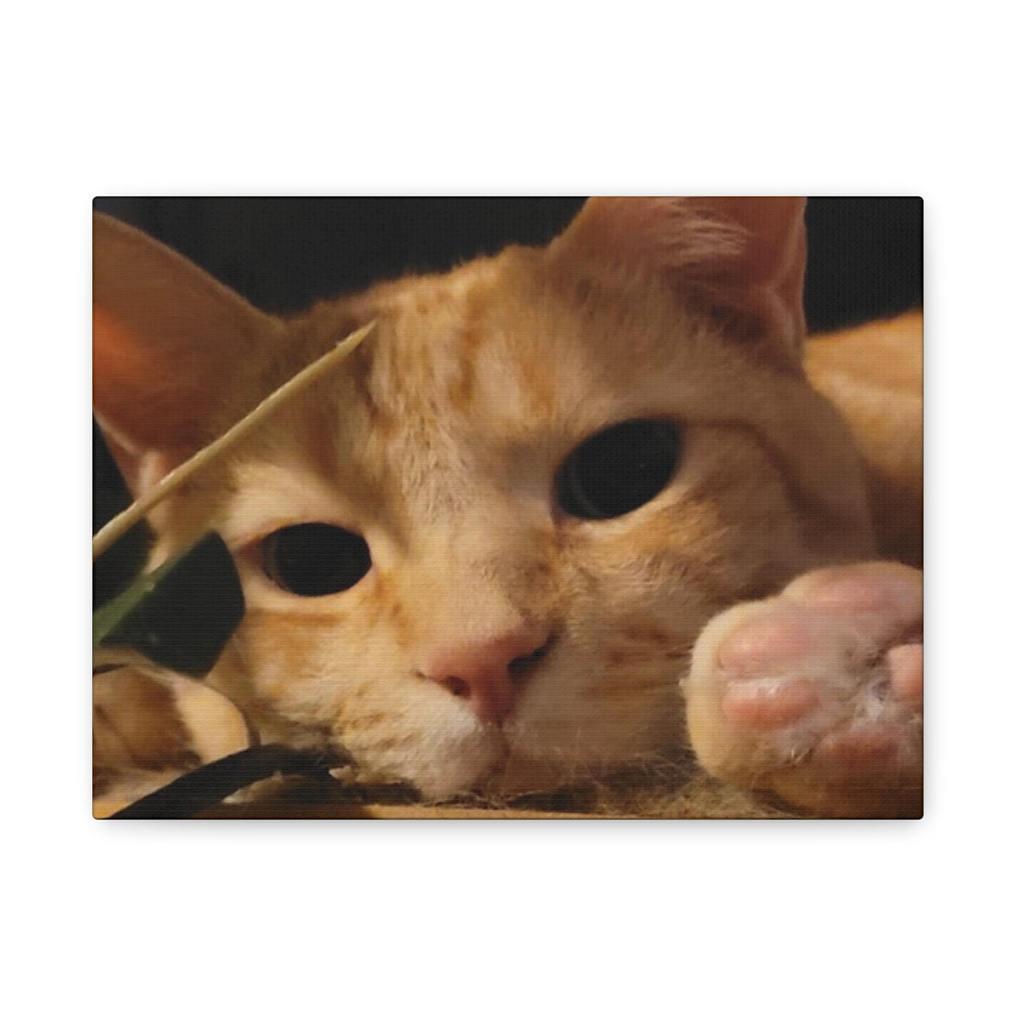 Cozy Cat Canvas Art - Stretched Matte Print for Cat Lovers