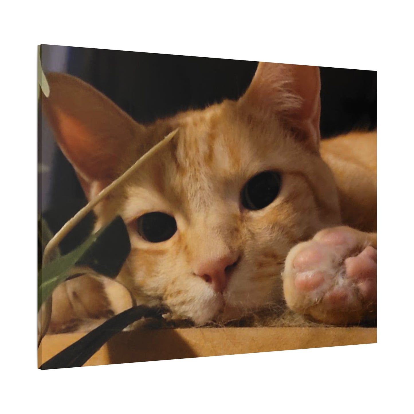 Cozy Cat Canvas Art - Stretched Matte Print for Cat Lovers