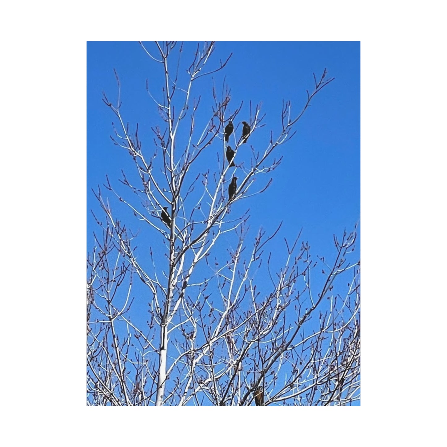 Serene Bird Canvas Wall Art - Tranquil Nature Decor for Home and Office