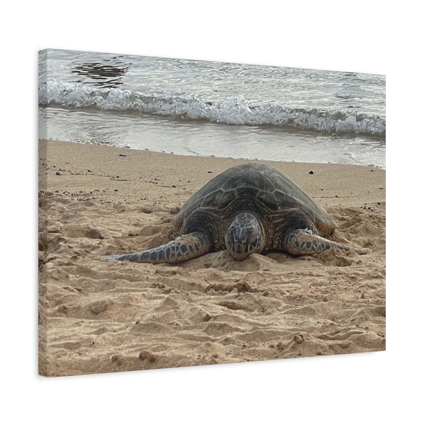 Tranquil Turtle Beach Canvas Art - Stretched Matte Print for Coastal Home Decor