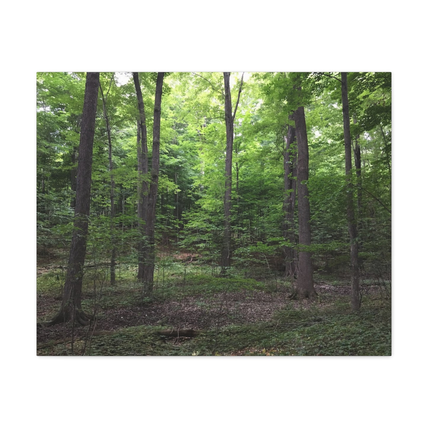 Serene Forest Canvas Art - Stretched Wall Décor for Natural Ambiance Sacred Grove