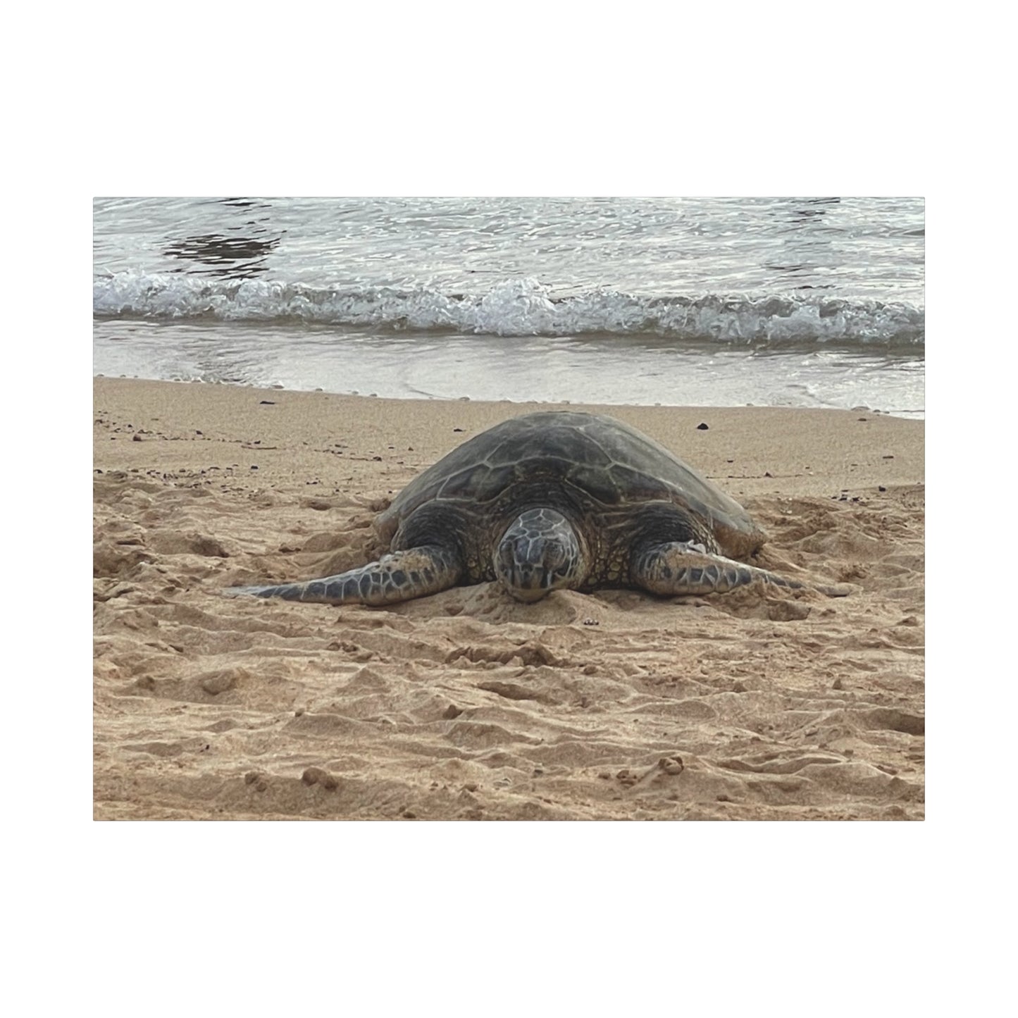 Tranquil Turtle Beach Canvas Art - Stretched Matte Print for Coastal Home Decor