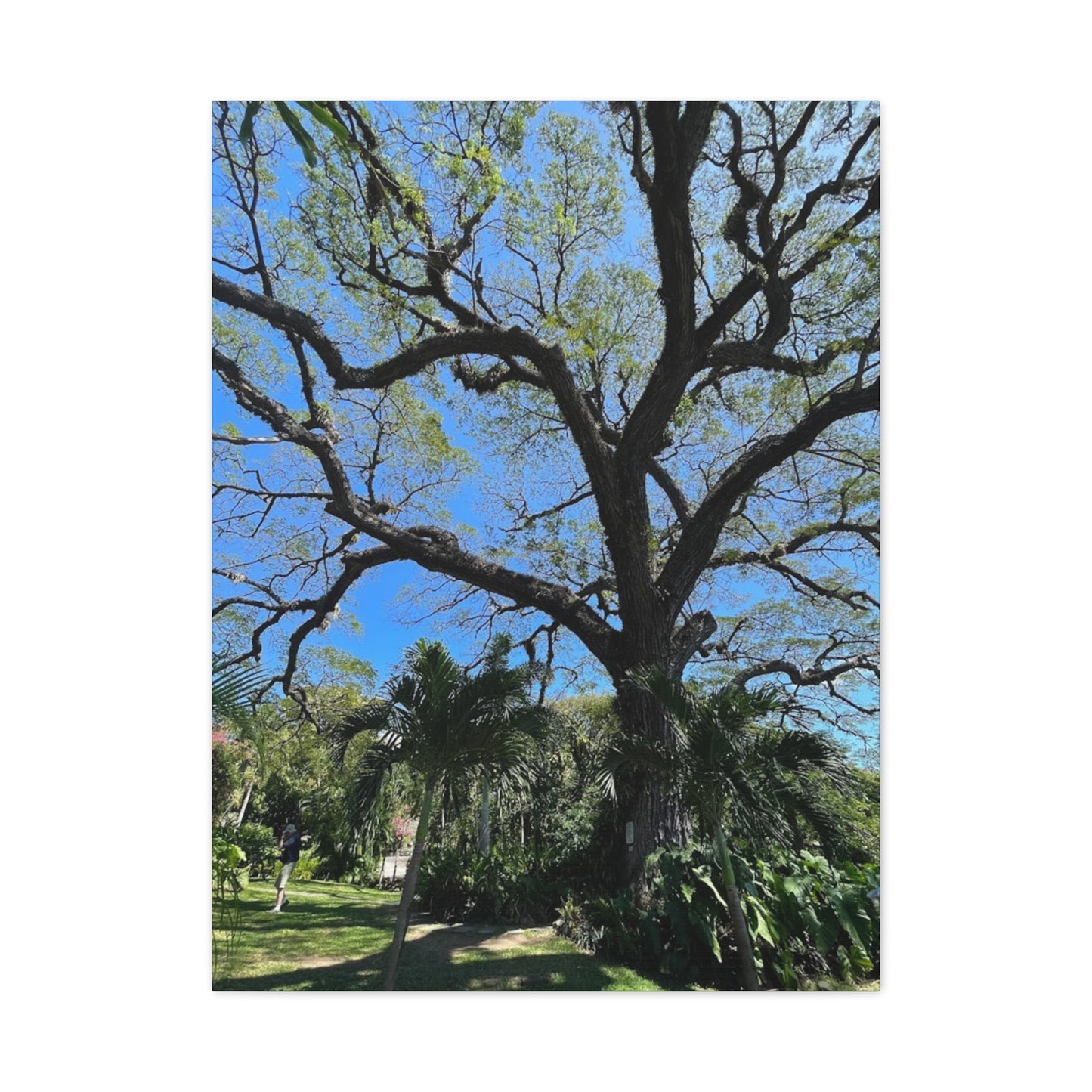 Nature-Inspired Stretched Canvas Art - Large Tree Print