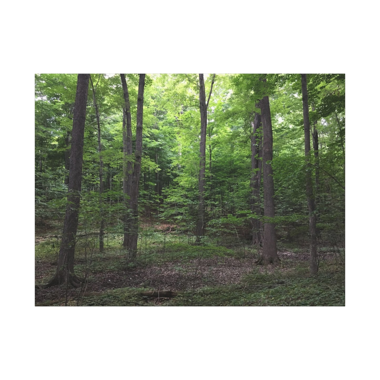 Serene Forest Canvas Art - Stretched Wall Décor for Natural Ambiance Sacred Grove