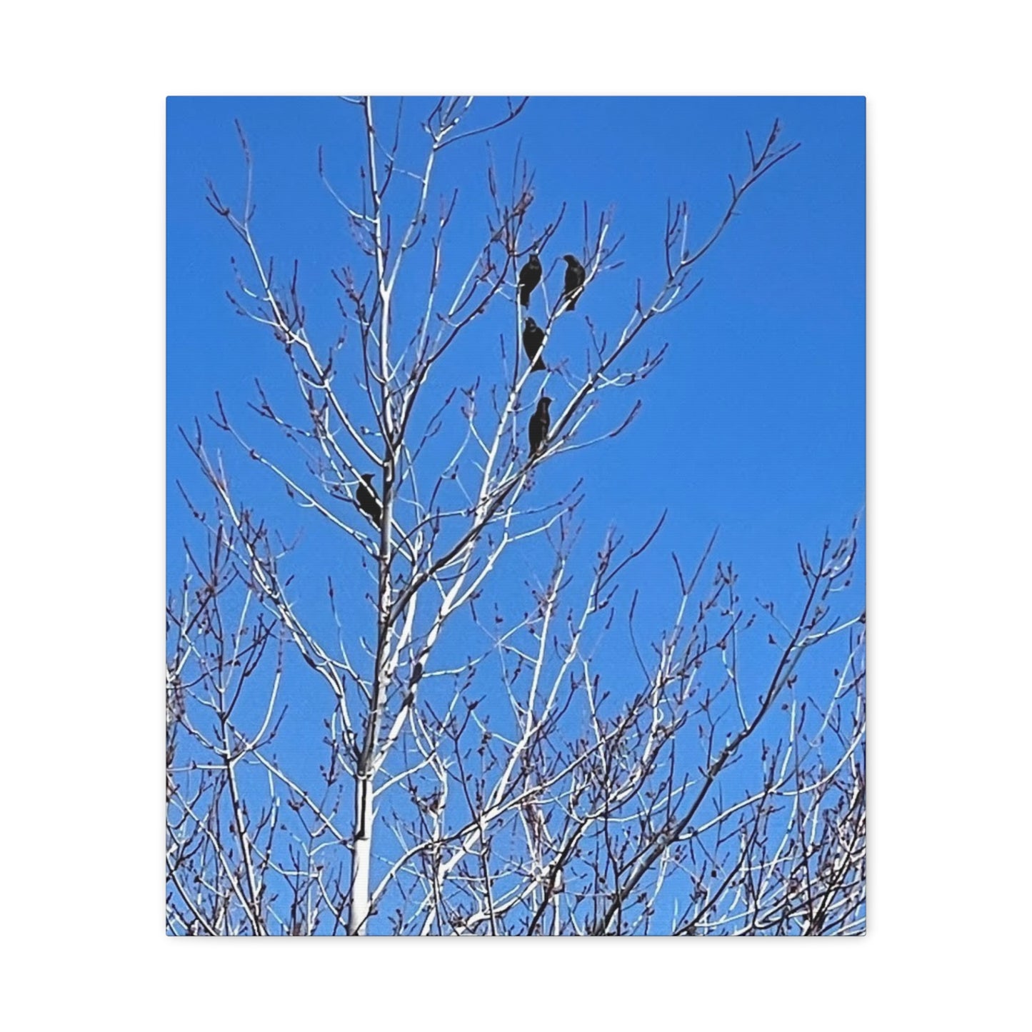 Serene Bird Canvas Wall Art - Tranquil Nature Decor for Home and Office
