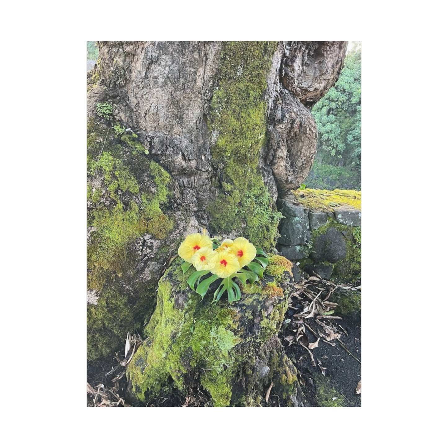 Floral Matte Canvas Art - Yellow Orchid and Moss Decor