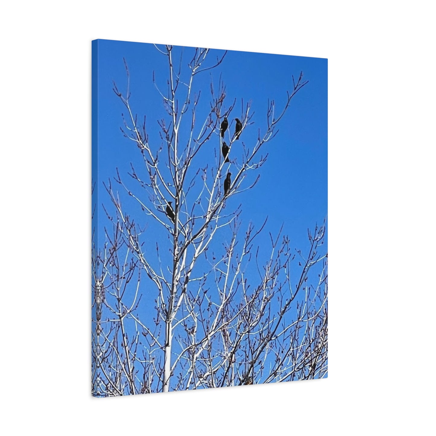 Serene Bird Canvas Wall Art - Tranquil Nature Decor for Home and Office