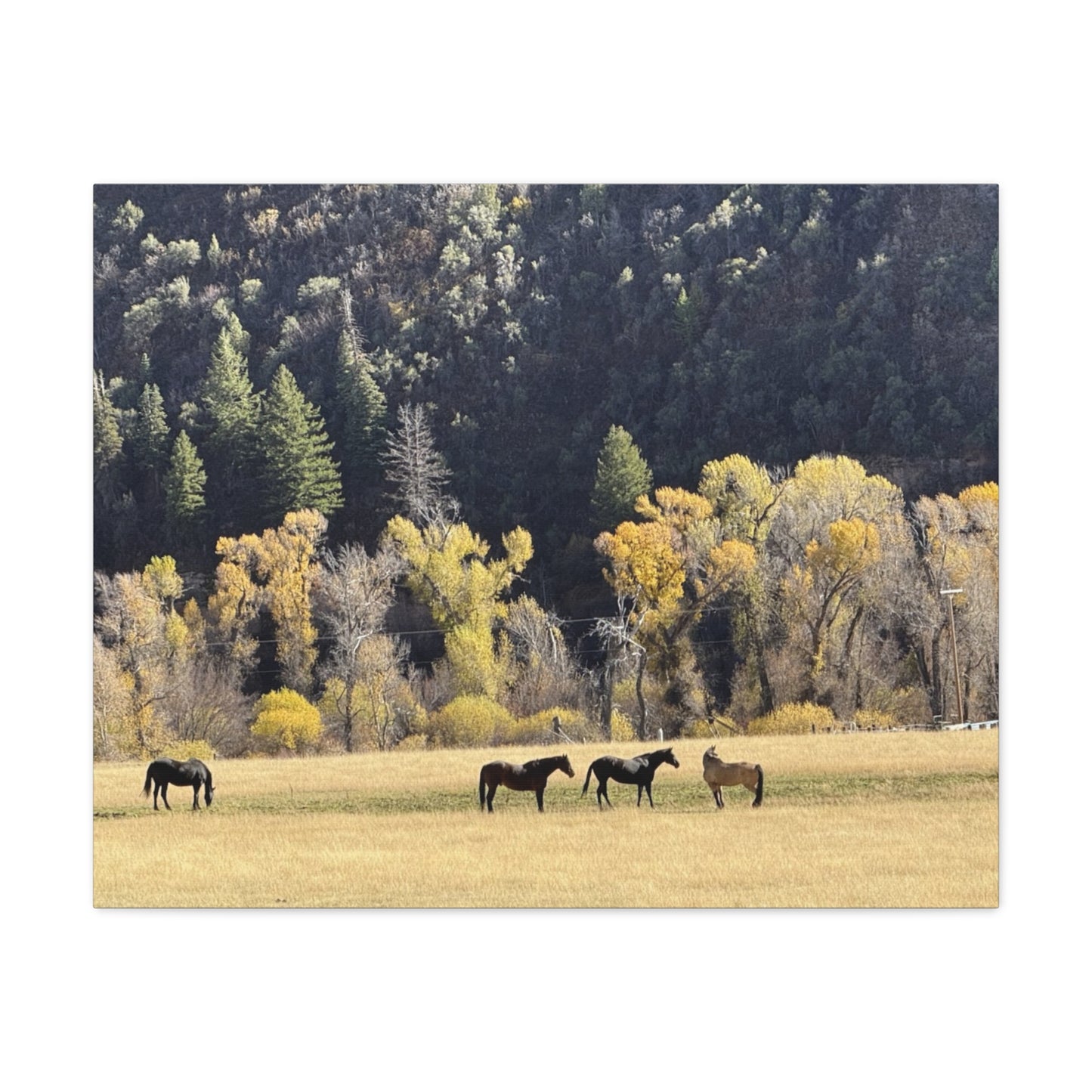 Scenic Horse Canvas Print - Rustic Wall Art for Nature Lovers
