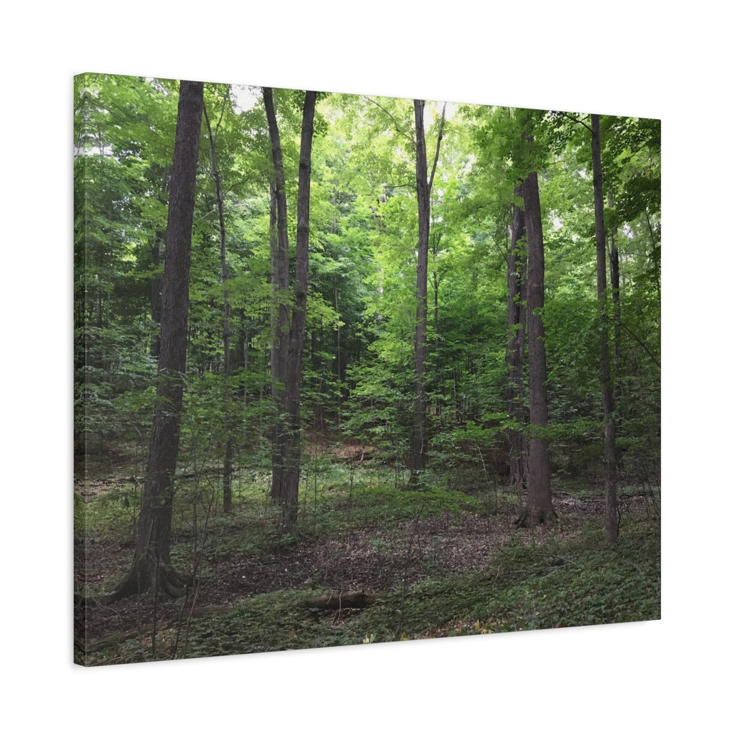 Serene Forest Canvas Art - Stretched Wall Décor for Natural Ambiance Sacred Grove