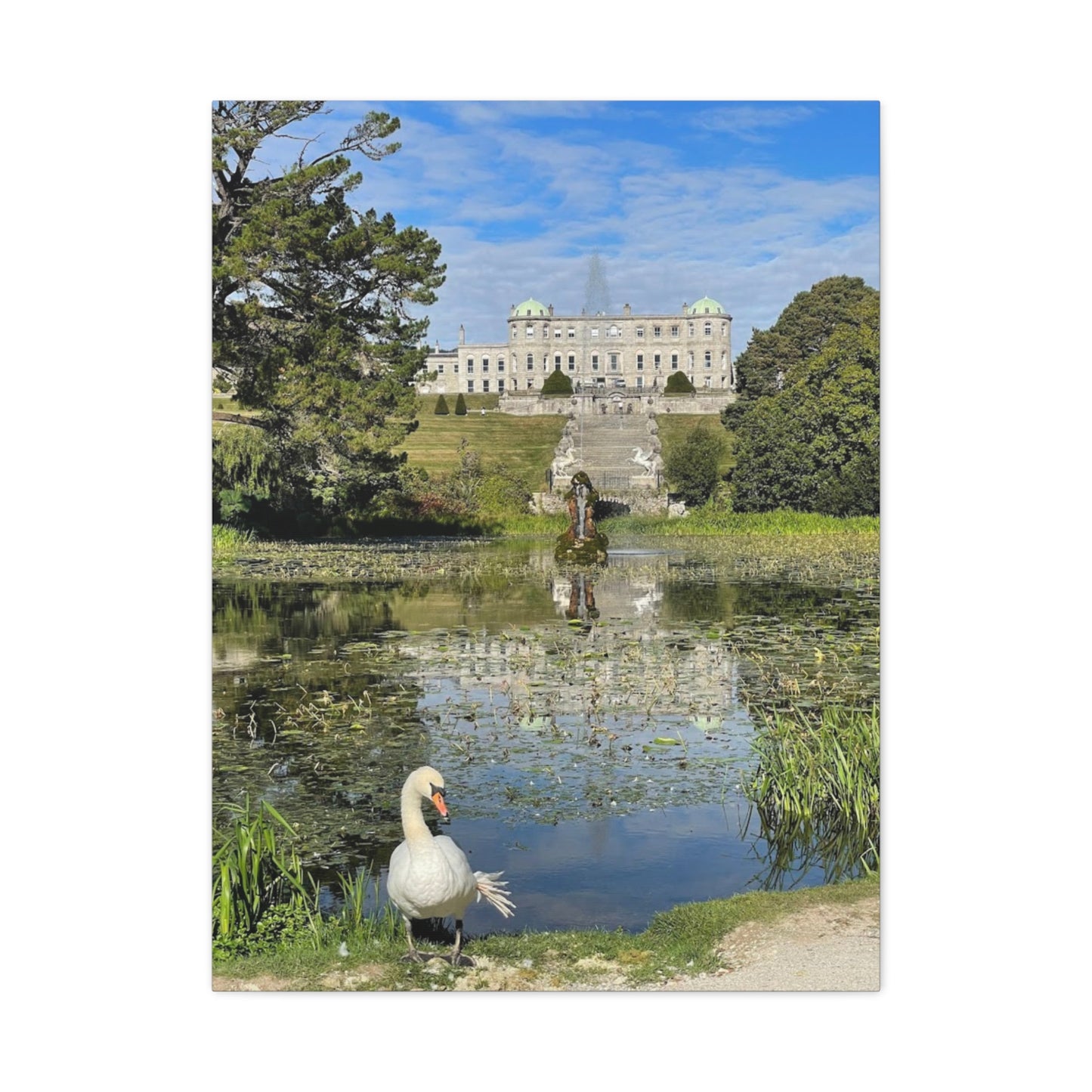 Stretched Matte Canvas Print - Serene Swan Reflection in Nature Powerscourt Estate, Wicklow Ireland