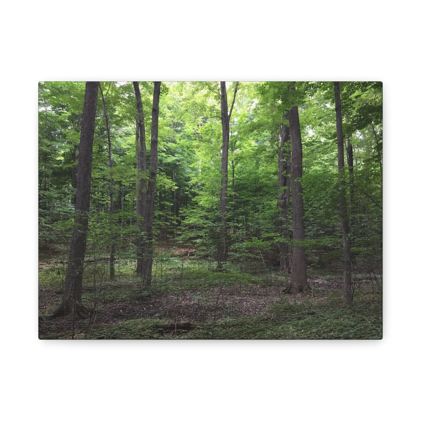 Serene Forest Canvas Art - Stretched Wall Décor for Natural Ambiance Sacred Grove