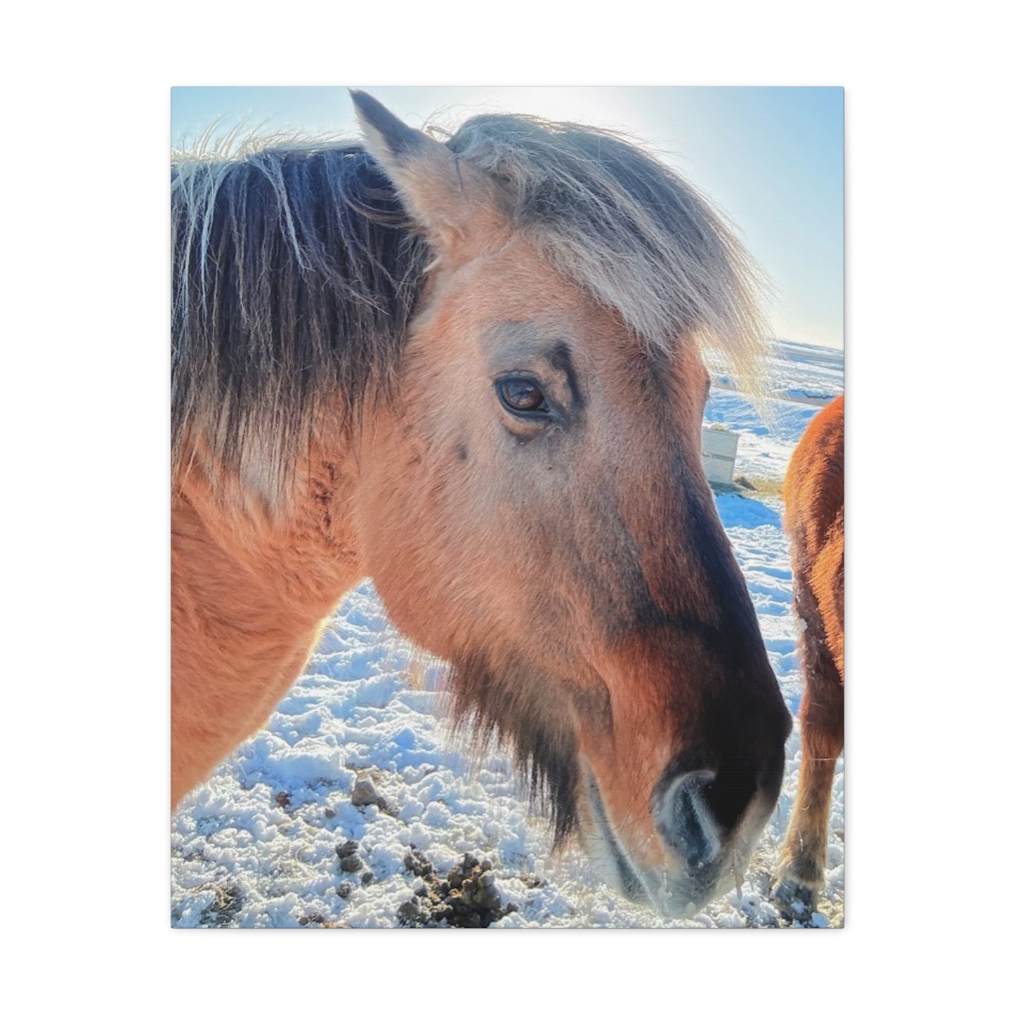 Beautiful Horse Canvas Wall Art - Stretched Matte Print for Animal Lovers