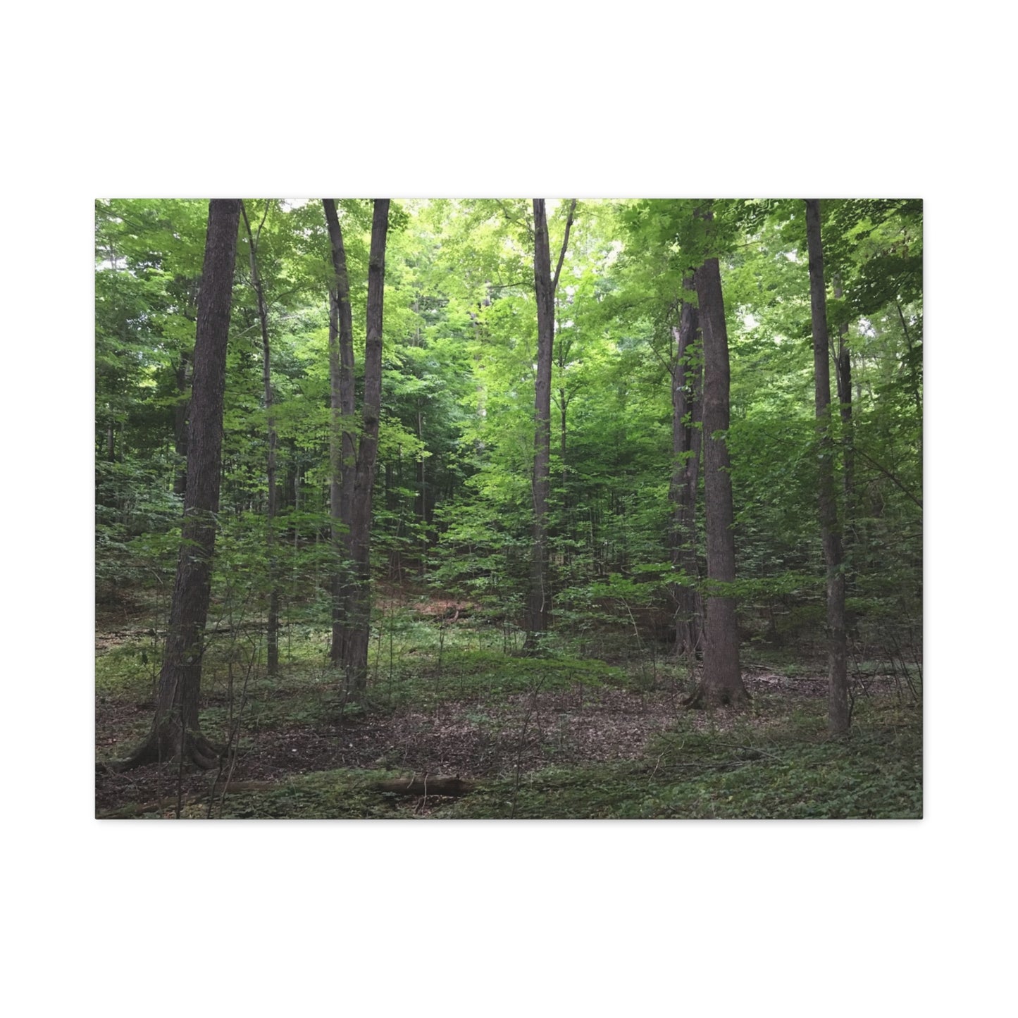 Serene Forest Canvas Art - Stretched Wall Décor for Natural Ambiance Sacred Grove