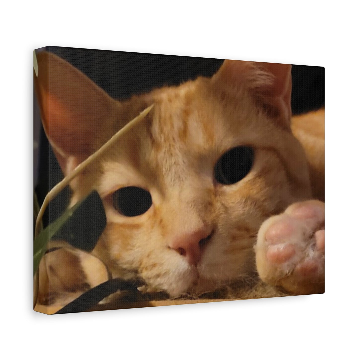 Cozy Cat Canvas Art - Stretched Matte Print for Cat Lovers
