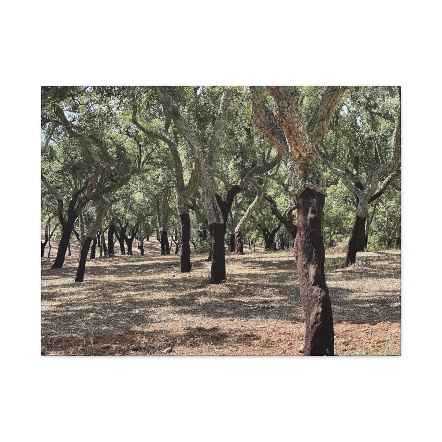 Nature-Inspired Matte Canvas Art | Forest Wall Decor Cork Trees