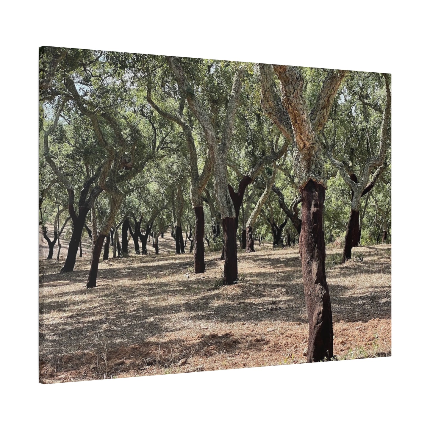 Nature-Inspired Matte Canvas Art | Forest Wall Decor Cork Trees