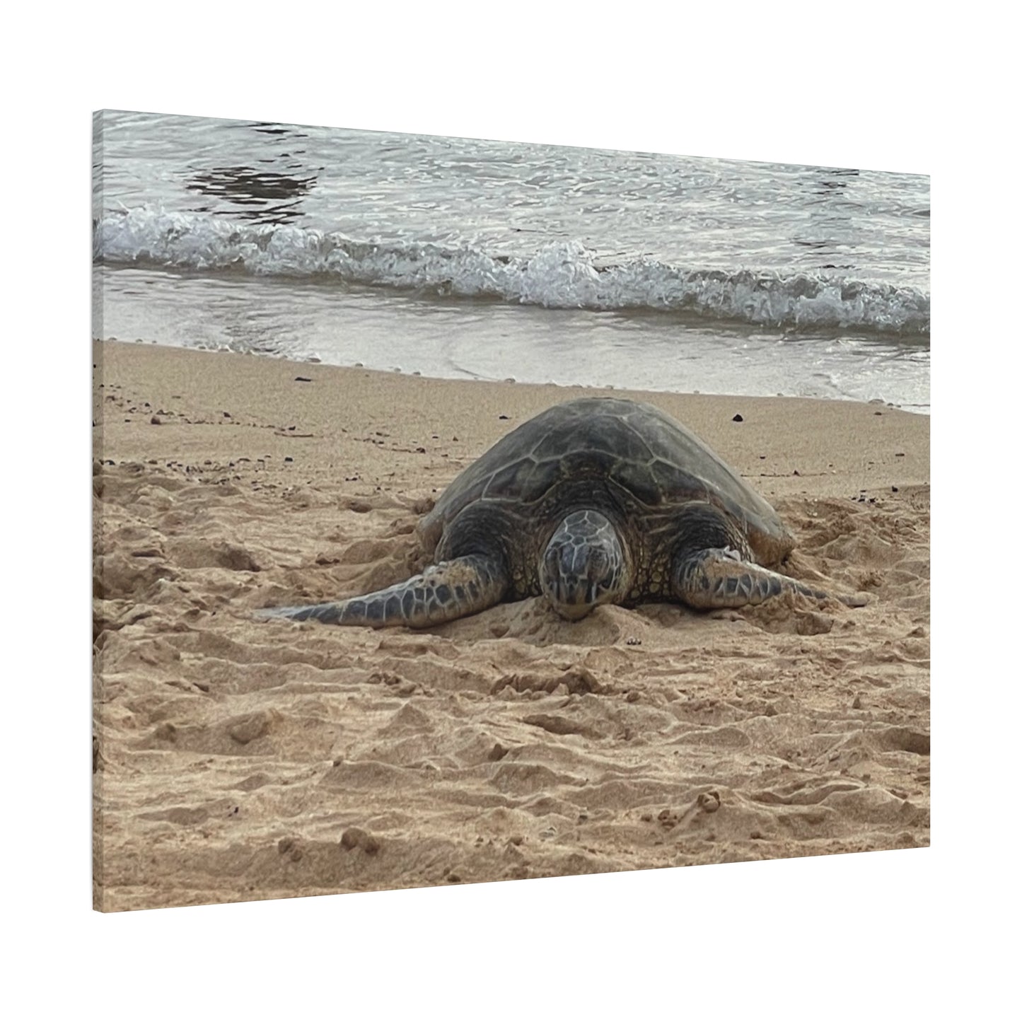 Tranquil Turtle Beach Canvas Art - Stretched Matte Print for Coastal Home Decor
