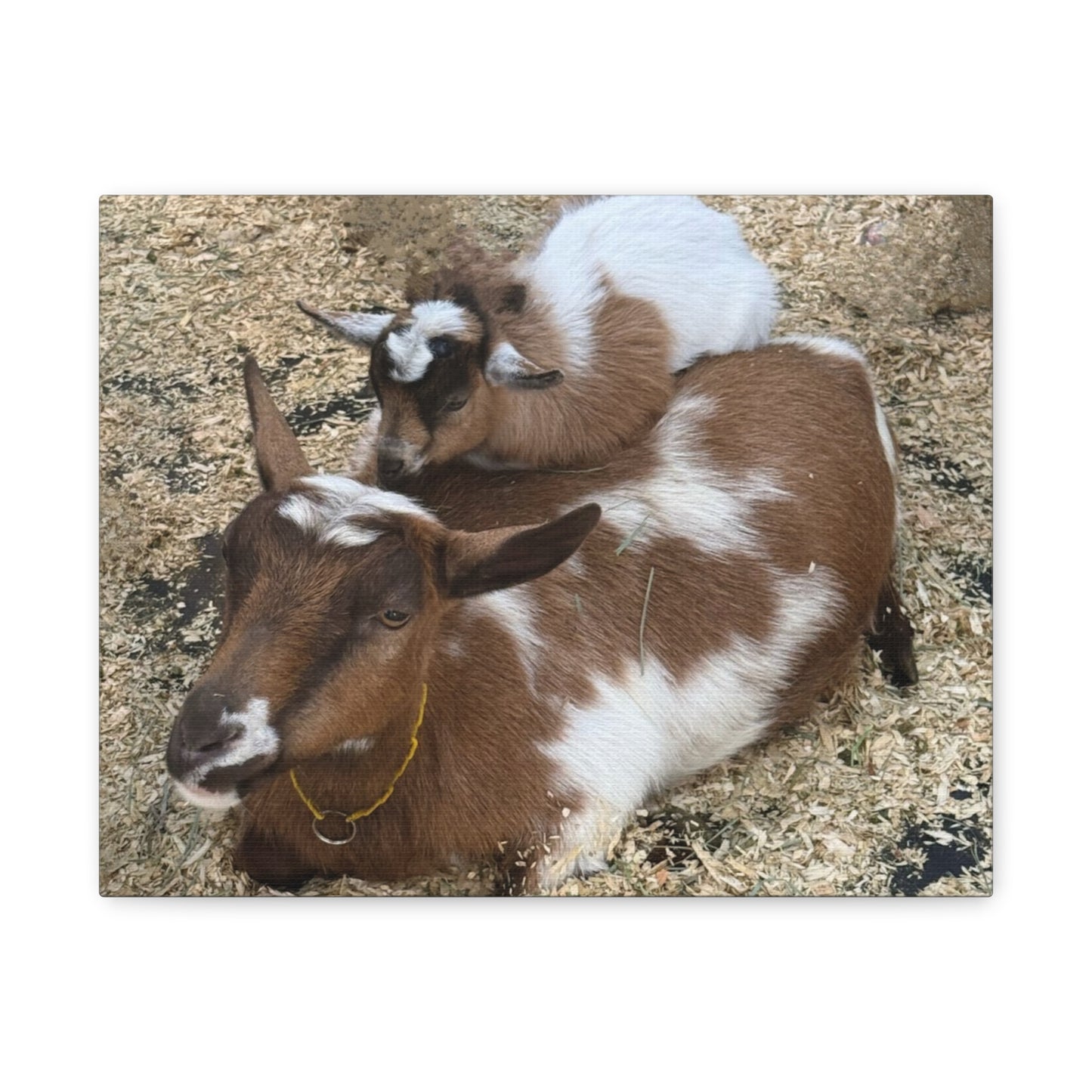 Goat Family Matte Canvas Print - Heartwarming Animal Wall Art