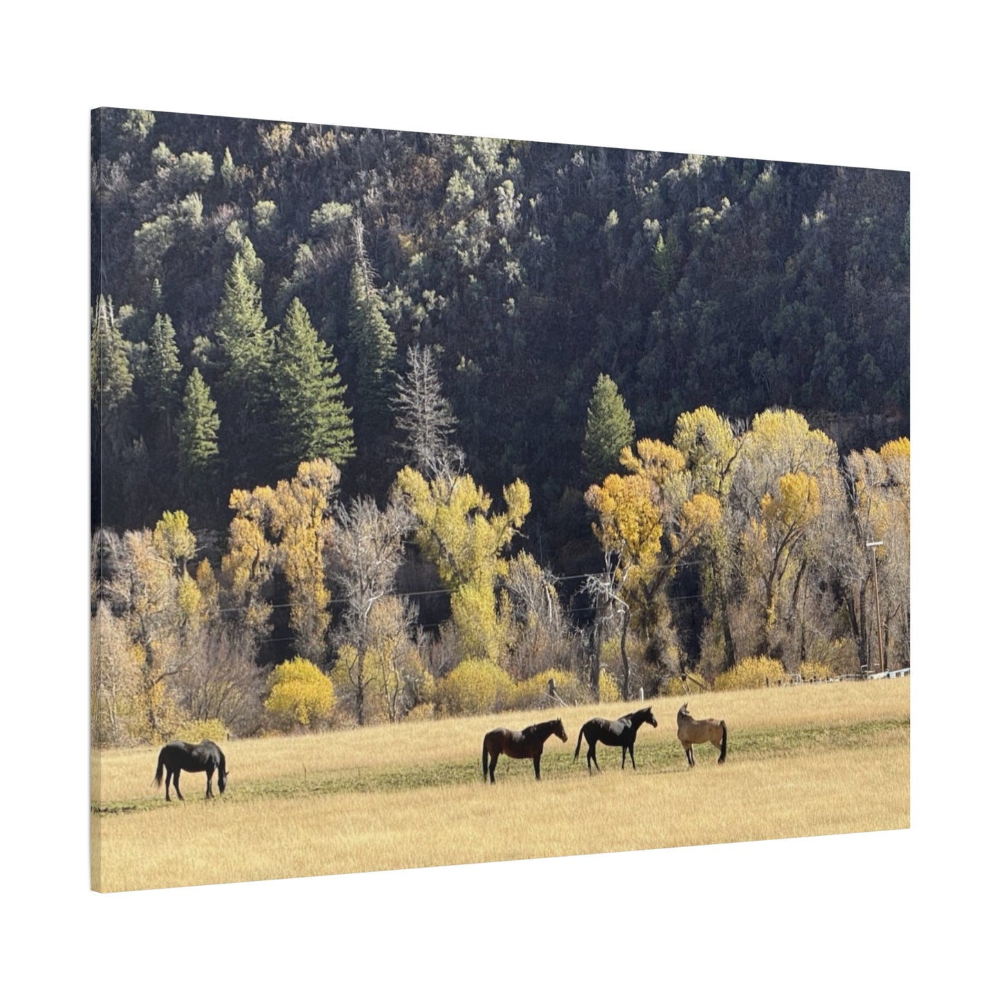 Scenic Horse Canvas Print - Rustic Wall Art for Nature Lovers