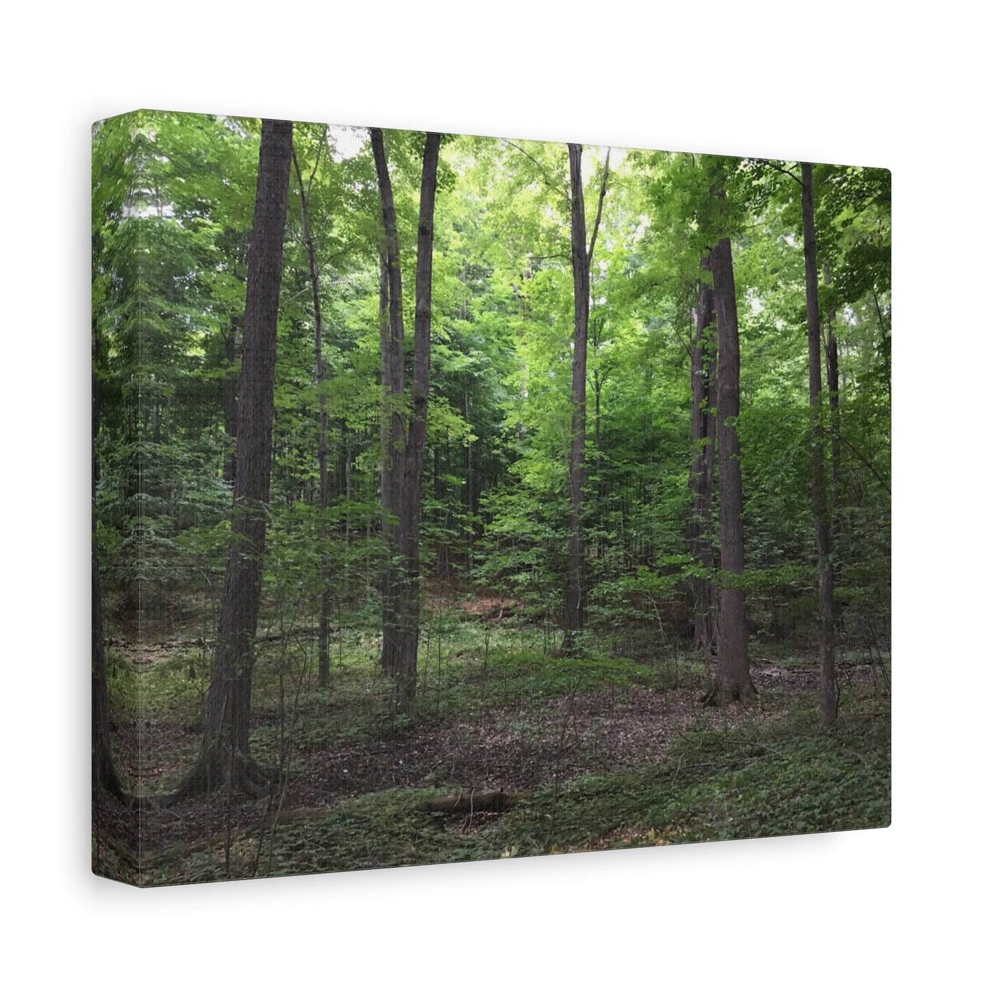 Serene Forest Canvas Art - Stretched Wall Décor for Natural Ambiance Sacred Grove