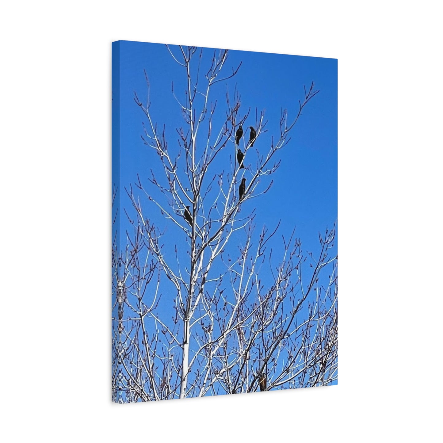 Serene Bird Canvas Wall Art - Tranquil Nature Decor for Home and Office