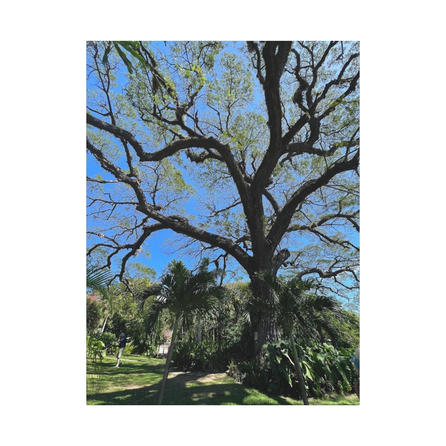 Nature-Inspired Stretched Canvas Art - Large Tree Print