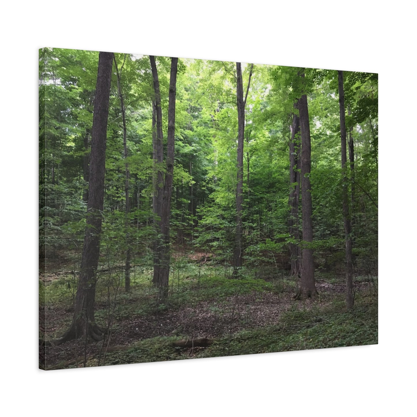Serene Forest Canvas Art - Stretched Wall Décor for Natural Ambiance Sacred Grove