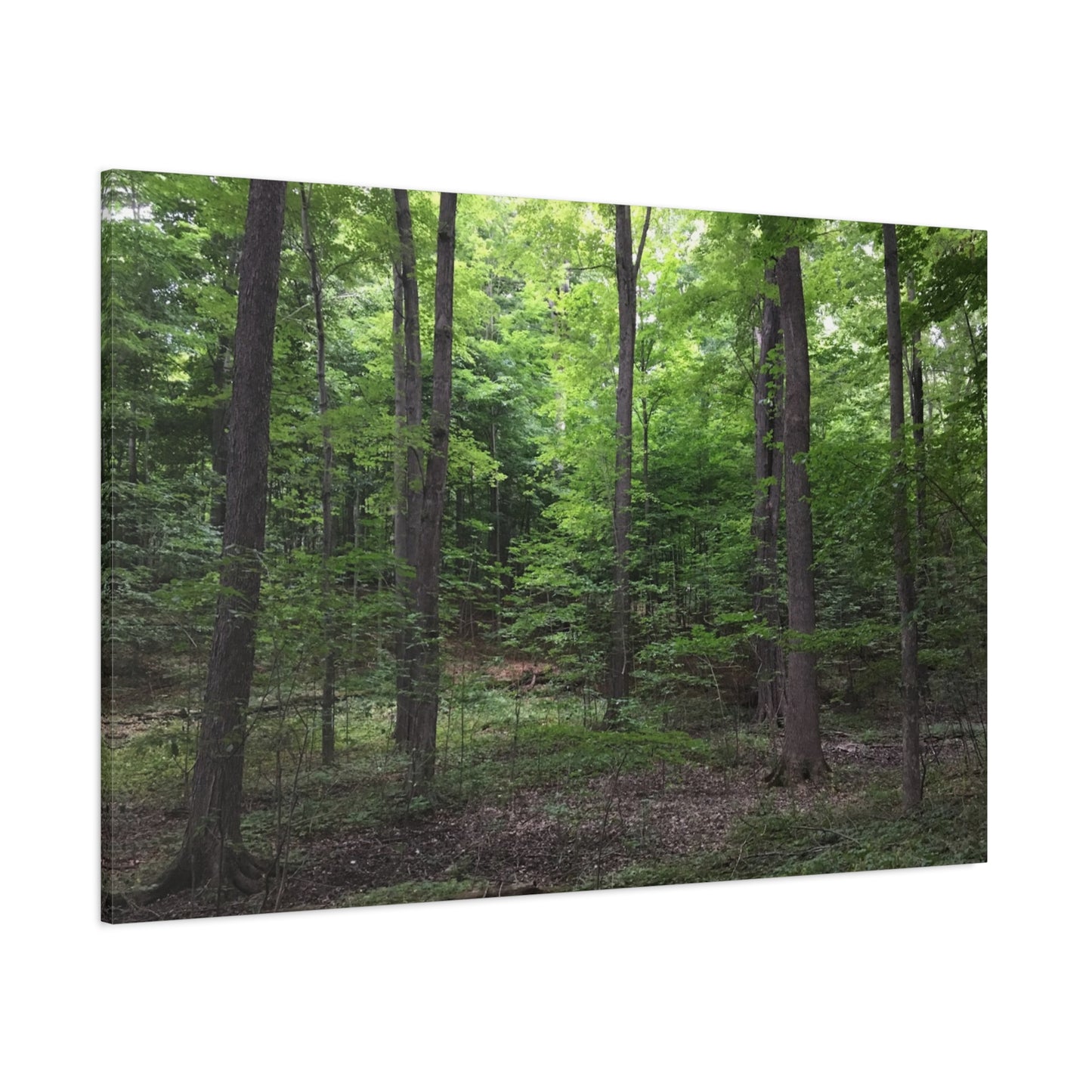 Serene Forest Canvas Art - Stretched Wall Décor for Natural Ambiance Sacred Grove