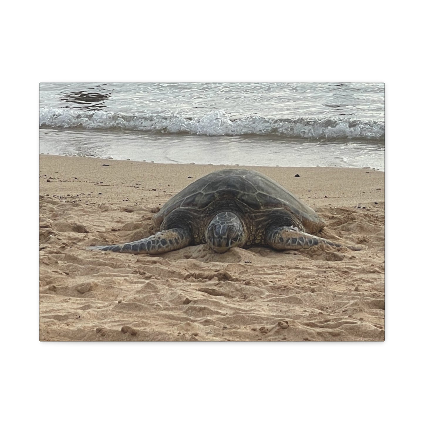 Tranquil Turtle Beach Canvas Art - Stretched Matte Print for Coastal Home Decor