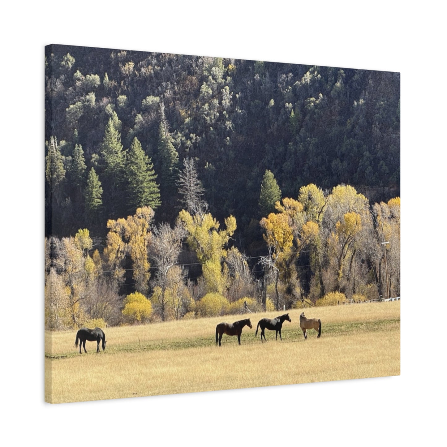 Scenic Horse Canvas Print - Rustic Wall Art for Nature Lovers