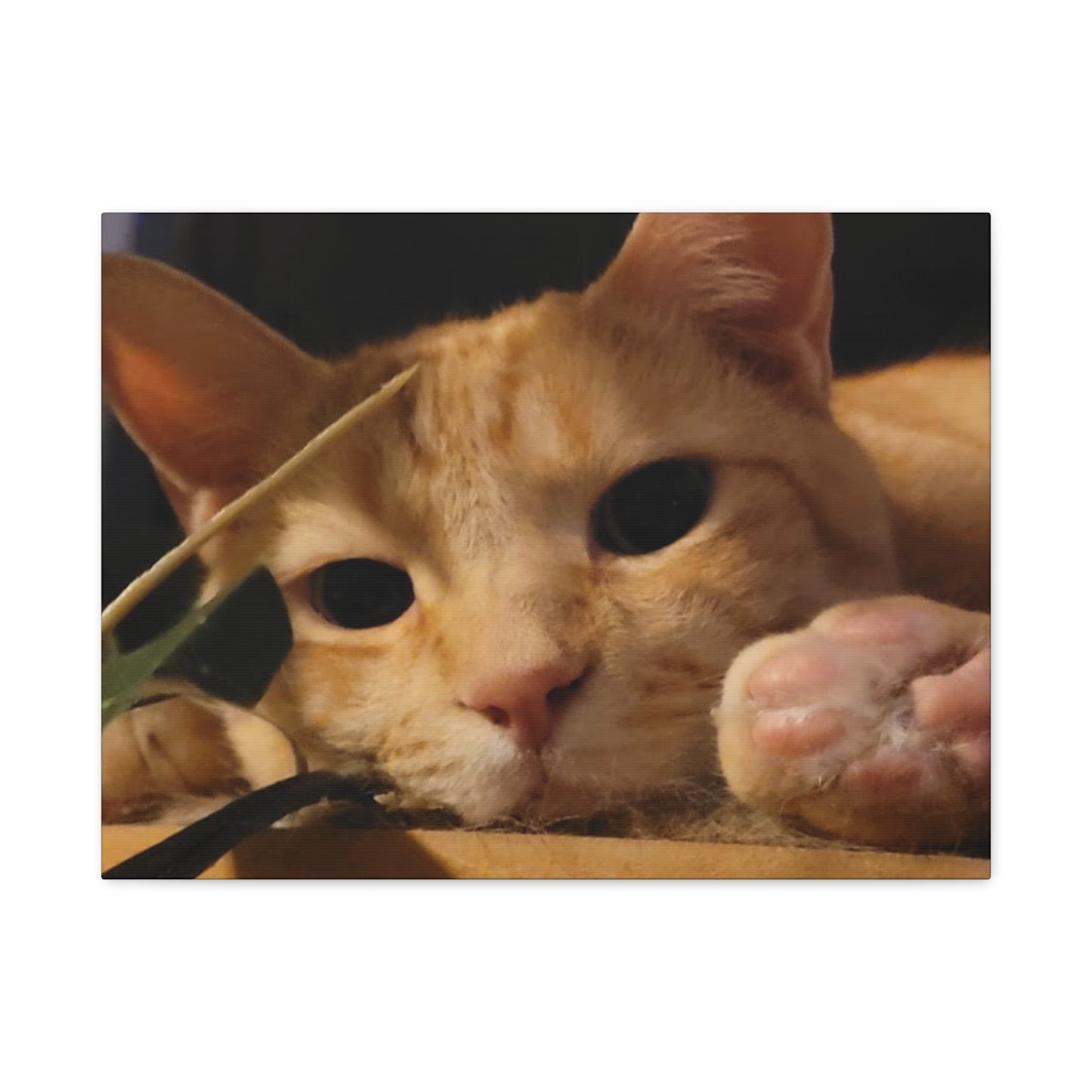Cozy Cat Canvas Art - Stretched Matte Print for Cat Lovers