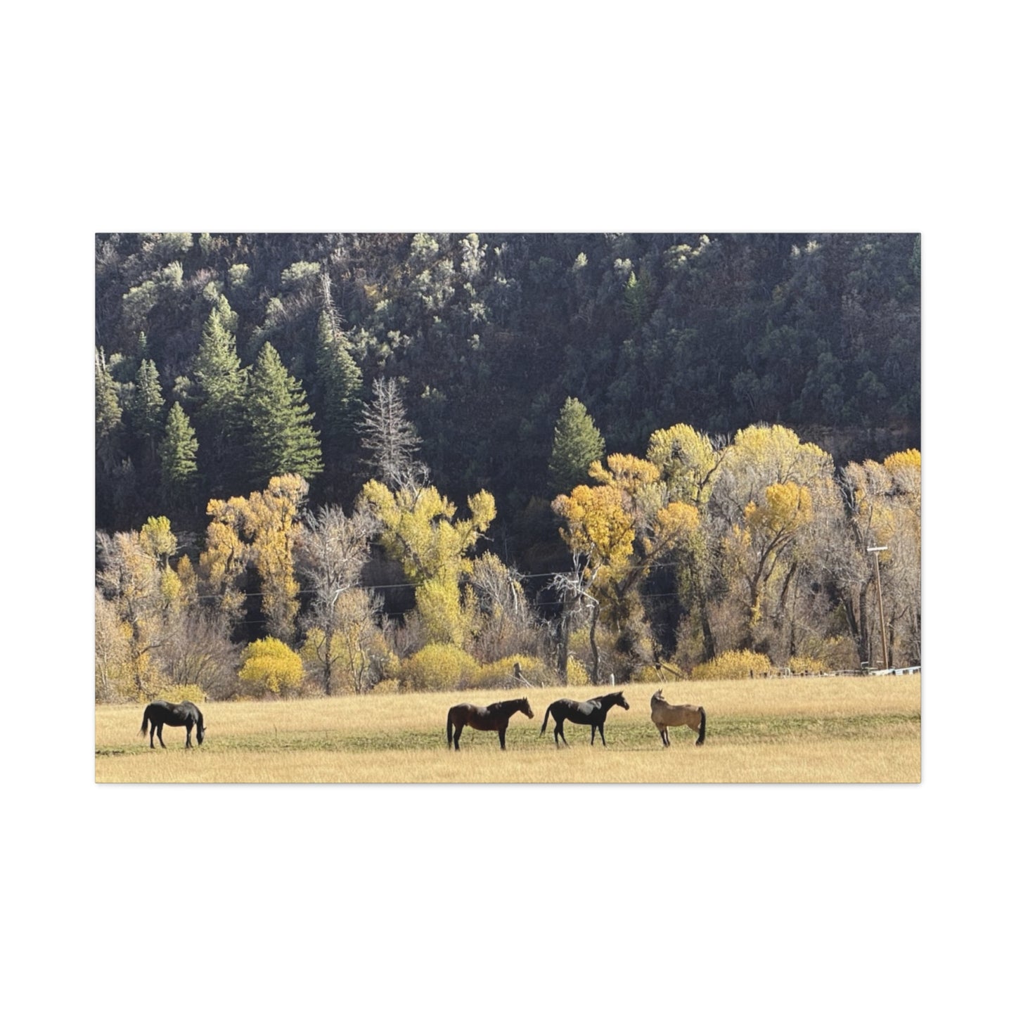 Scenic Horse Canvas Print - Rustic Wall Art for Nature Lovers