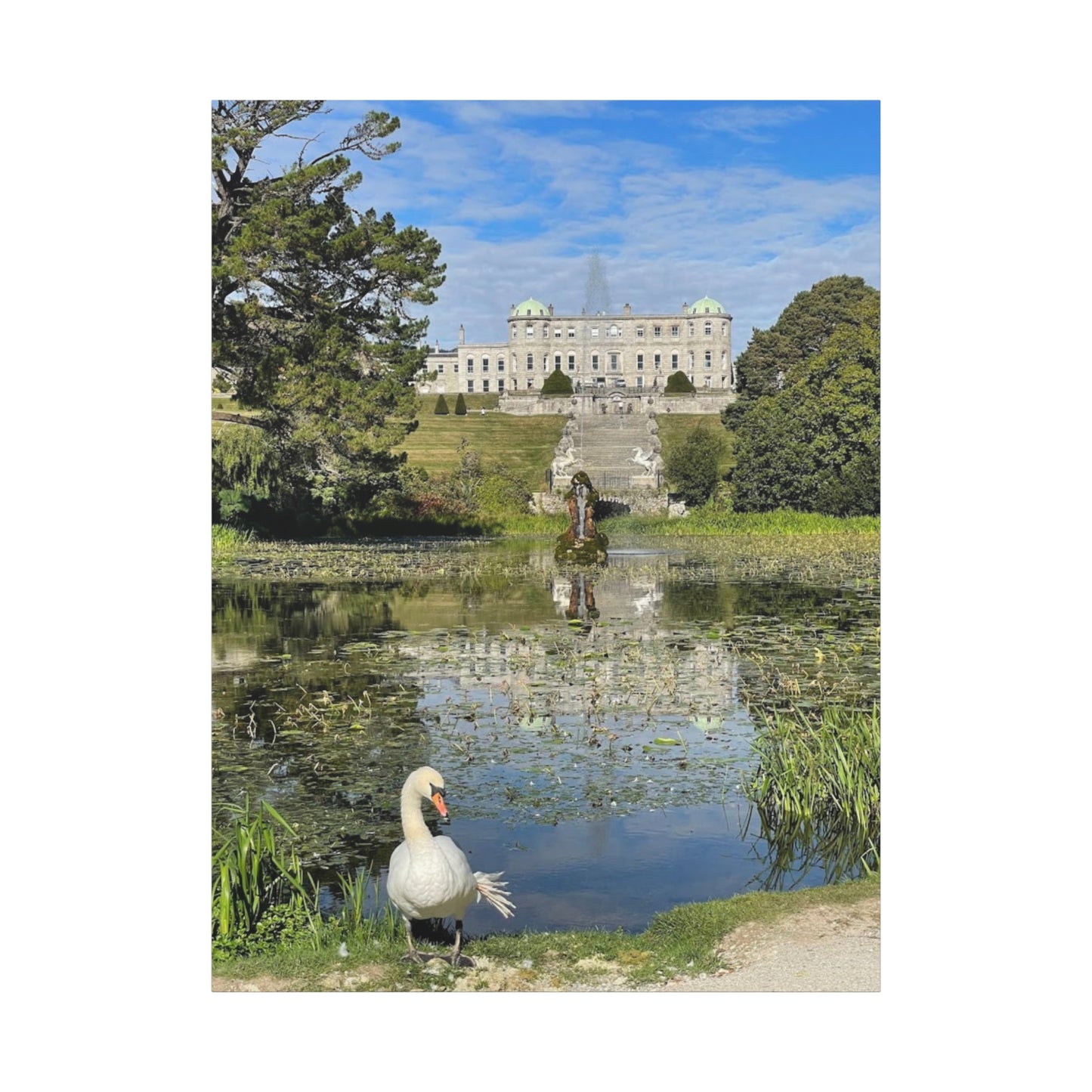 Stretched Matte Canvas Print - Serene Swan Reflection in Nature Powerscourt Estate, Wicklow Ireland