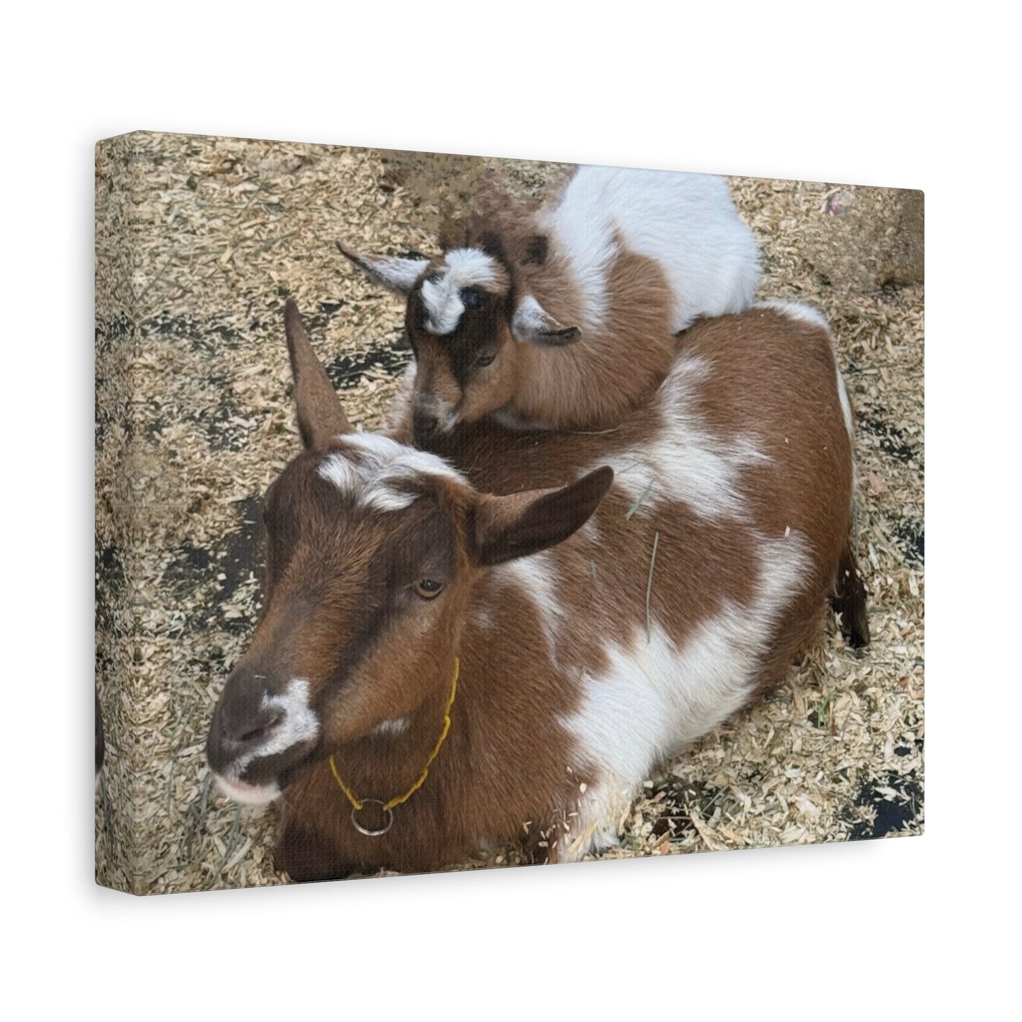Goat Family Matte Canvas Print - Heartwarming Animal Wall Art